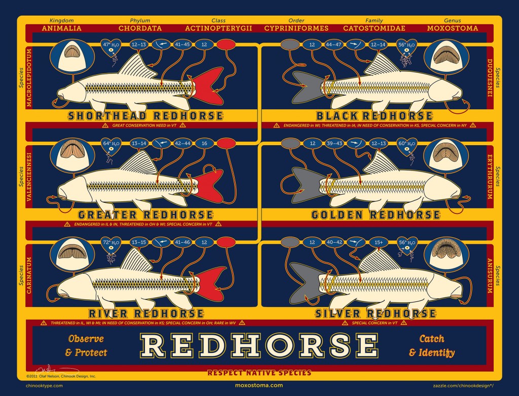 Identification of six species of redhorse, by Olaf Nelson