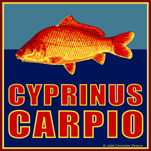 Common carp illustration in yellow, red and blue