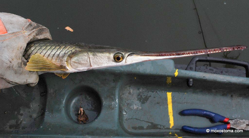 Another Gar and Roughfish podcast to download (not me this time!) –  moxostoma