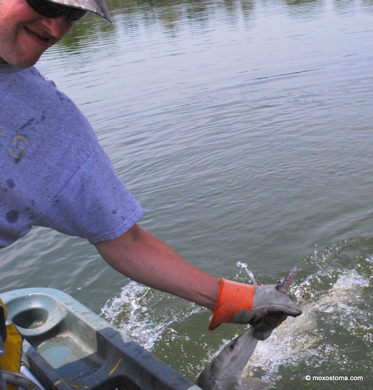 Flying Gar Feeding Frenzy – moxostoma