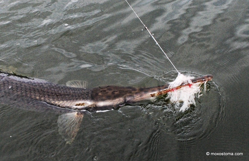1: Bringing in a rope lured longnose. This gar was between 40" and 50" (don't recall exact length) and leaped repeatedly completely out of the water. Despite that, it had no chance of coming loose from the rope lure.