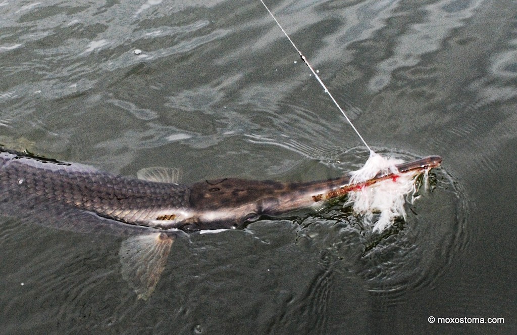 Catching Gar (fish) with my bare hands 