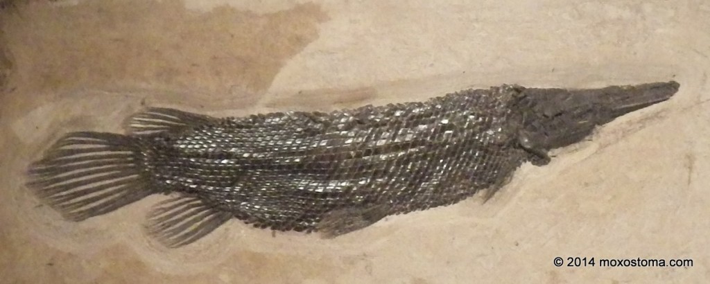 Fossil gar (Lepisosteus simplex) from Fossil Lake, WY. Field Museum, Chicago.