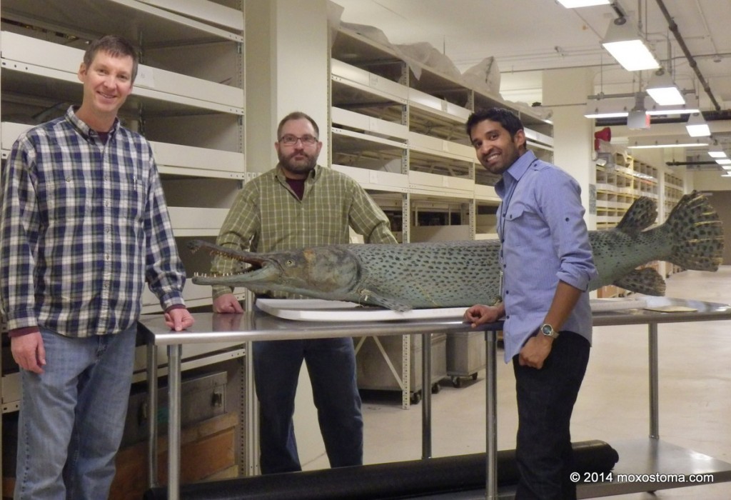 Illinois Gar Summit I, 2014: Bill Meyer, Olaf Nelson. Solomon David and a cenury-old (plus) Alligator Gar in the deepest recesses of the Field Museum in Chicago.