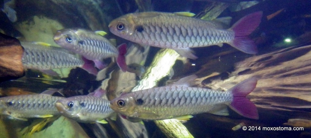 Tucan fish. Shedd Aquarium, Chicago.