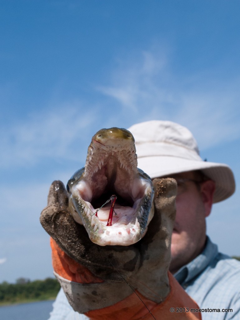 Alligator Gar