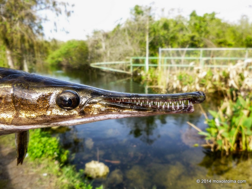 florida gar planet fishing