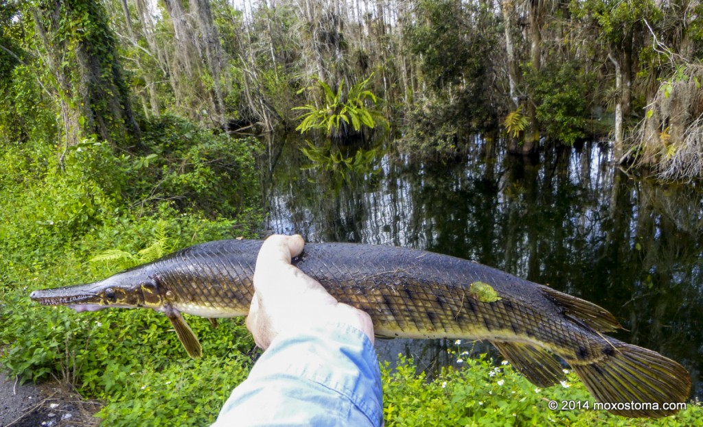 florida gar fishing planet