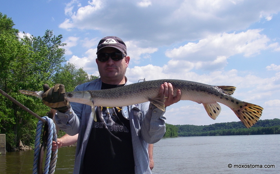 Longnose gar (Lepisosteus osseus), 47" long, Mississippi River, WI, 6/7/2012 (on a hookless rope lure)