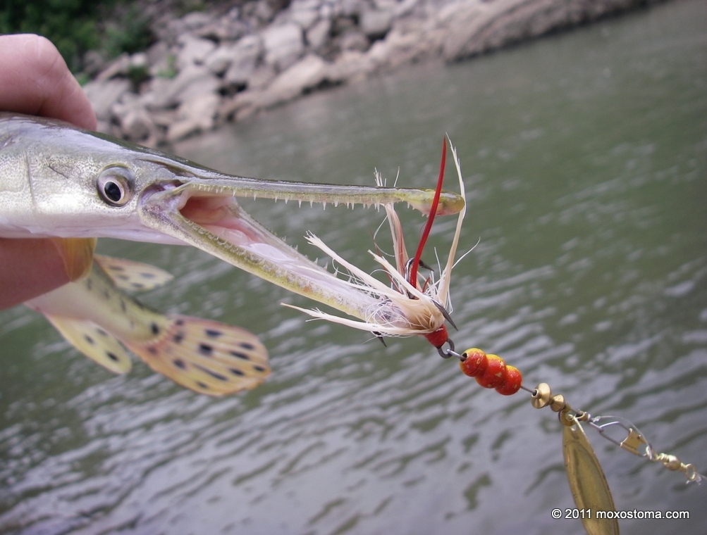 Gar Accomplished: all 5 US species – moxostoma