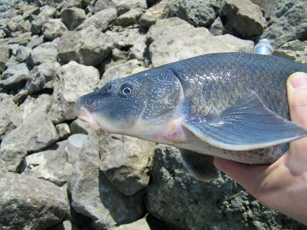 Blue Sucker from Republican River, Kansas (April 2012). Photo by Paul Schumann. See http://www.roughfish.com/content/thousand-miles-blue-sucker for details.