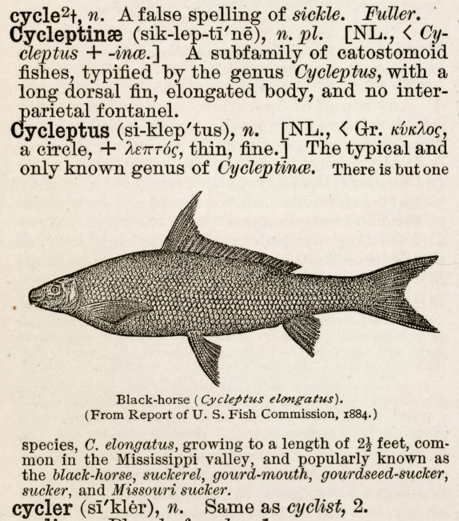 Cycleptus (Black-horse) from the Century Dictionary and Cyclopedia (1899).