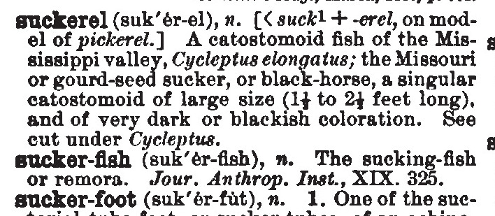 Suckerel (Century Dictionary, vol. 9, p. 6041), 1900.