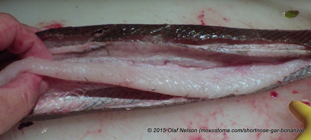 Each gar has 2 long fillets down its back. No need to mess with bones or internal organs.