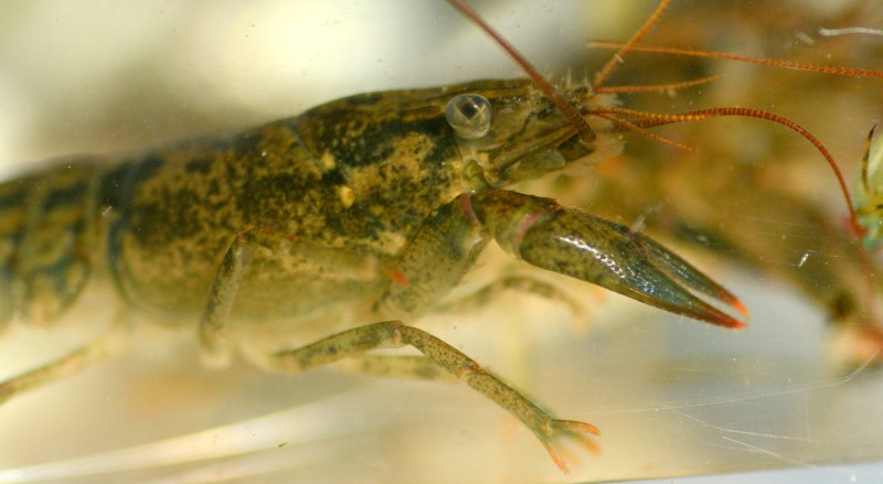 crayfish-1800-e1445622009697.jpg