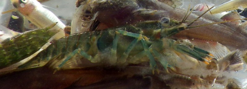 crayfish-7272-e1445622089877.jpg