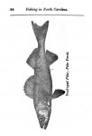 AV Dockery, "Black Bass and other Fishing in North Carolina (1909) p. 84