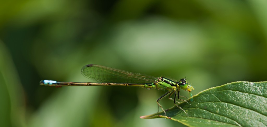 Damselfly eating another flying insect, 8 July 2013, Mike’s garden ...